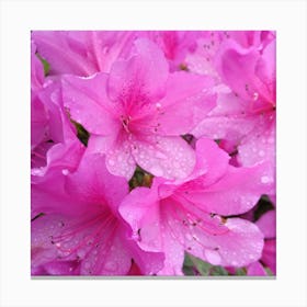 Pink Azaleas 3 Canvas Print