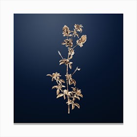 Gold Botanical Spanish Clover Bloom on Midnight Navy n.0169 Canvas Print