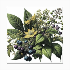 Botanical illustration of a leafy plant Canvas Print