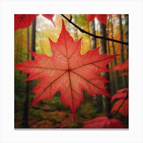 A red maple leaf 4 Canvas Print