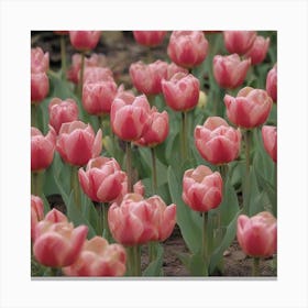 Didier's tulips (Tulipa gesneriana) 1 Canvas Print