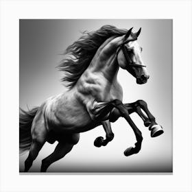 Horse Galloping 14 Canvas Print