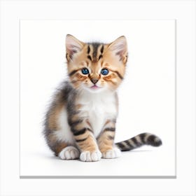 Kitten Isolated On White Background Canvas Print