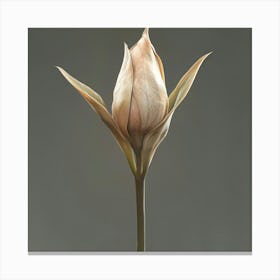 Tulip 4 Canvas Print