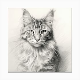 Coon Cat 1 Canvas Print