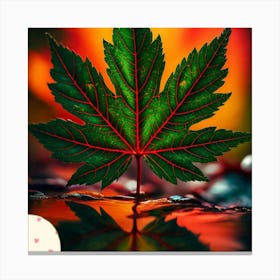 Maple leaf 1 Canvas Print