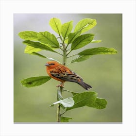 Rufous-Tailed Robin Canvas Print