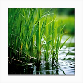 Grass Plant Reed Green Background Nature Closeup Garden Flora Growth Leaf Summer Spring (4) Canvas Print