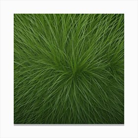 Grass Background 29 Canvas Print