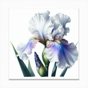 Flower of Iris 3 Canvas Print