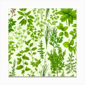 Seamless Pattern Of Herbs 8 Canvas Print