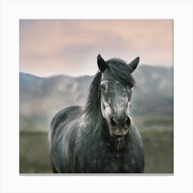 Grey Wild Horse Canvas Print