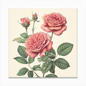 Rose Botanical Art Illustration Canvas Print