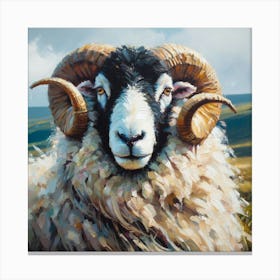 Dorset Ram Canvas Print