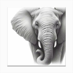 Elephant Drawing Canvas Print