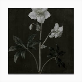 Hellebore Canvas Print