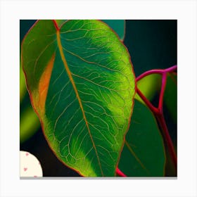 Eucalyptus leaf Canvas Print