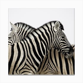 Zebras Canvas Print