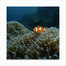 Clownfish In Anemone Canvas Print