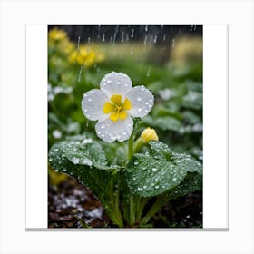 The White Rose Canvas Print