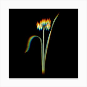 Prism Shift Cowslip Cupped Daffodil Botanical Illustration on Black n.0024 Canvas Print