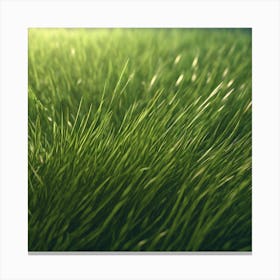 Grass Background 43 Canvas Print