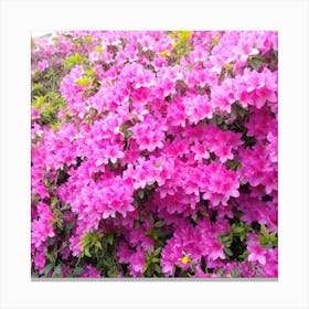 Azaleas 8 Canvas Print