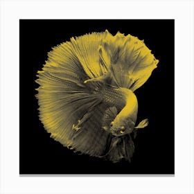 Yellow Betta Fish in my Line Illustration Canvas Print