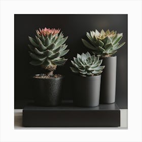 Three Succulents On A Black Stand Canvas Print