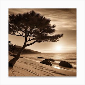 Pine Tree On The Beach Canvas Print