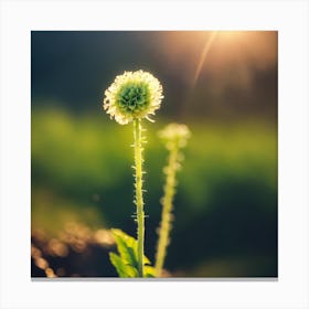 Flower In The Sun Canvas Print