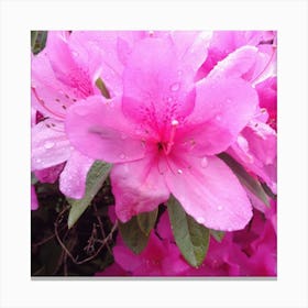 Azaleas 2 Canvas Print