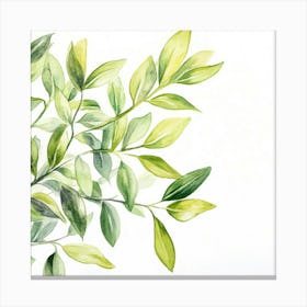 Watercolor Of Green Leaves 2 Canvas Print