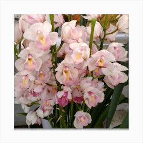 Pink Orchids 12 Canvas Print