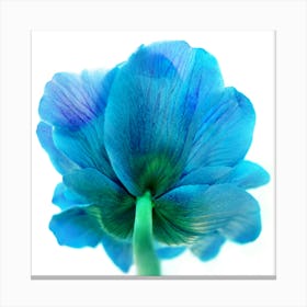 The Blue Tulip  Botanical  Art Print Canvas Print