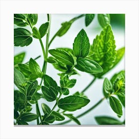 Close Up Of Green Leaves Canvas Print