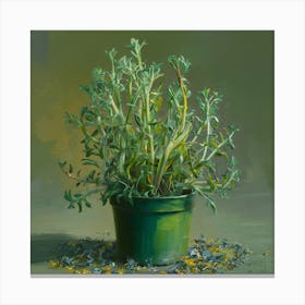 Sage In A Green Pot Canvas Print