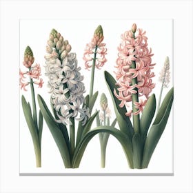 Hyacinths Canvas Print