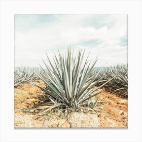 Rows Of Agave Plants Square Canvas Print