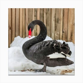 Pato Negro Pico Colorado Canvas Print