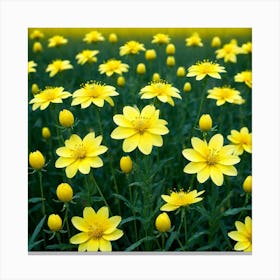 Yellow Flowers In A Field 3 Canvas Print