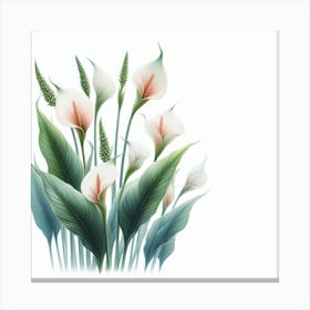 Flowers of Spathiphyllum 2 Canvas Print