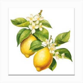 Lemons Canvas Print