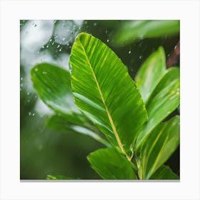 Rain Drops On A Leaf Canvas Print