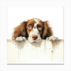 Spaniel Welsh Springer 3 Canvas Print