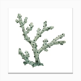 Coral Branch Canvas Print