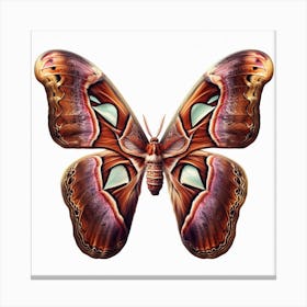 Butterfly of Attacus atlas 1 Canvas Print