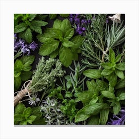 Fresh Herbs On A Black Background 7 Canvas Print