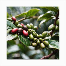 Coffee Beans On The Tree 8 Canvas Print