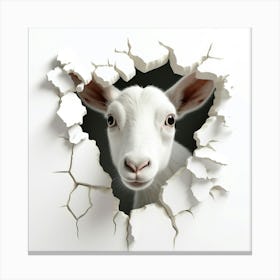 Goat Peeking Out Of A Hole Canvas Print